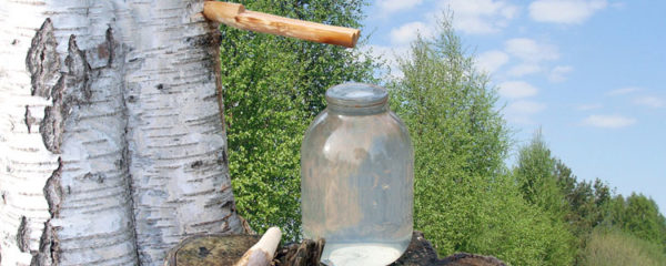sève de bouleau